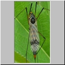 Nephrotoma crocata - Gelbbindige Schnake w02.jpg